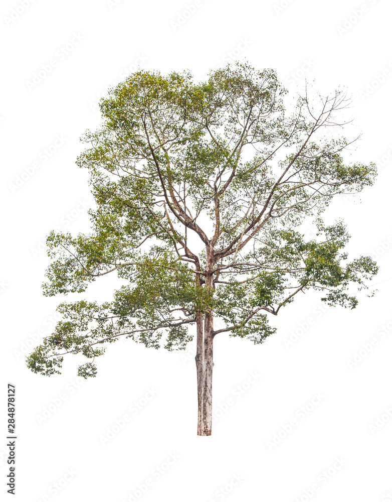 Obraz premium isolated tree on white background with clipping path 
