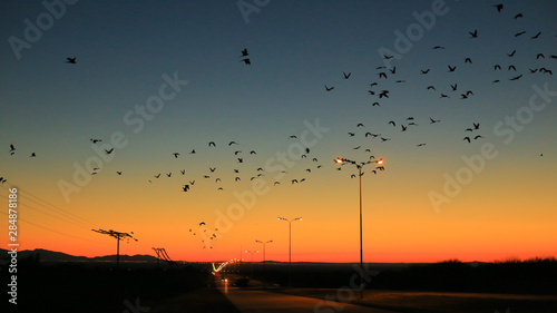 Tableau sur toile aves en el atardecer amanecer pájaros ruta