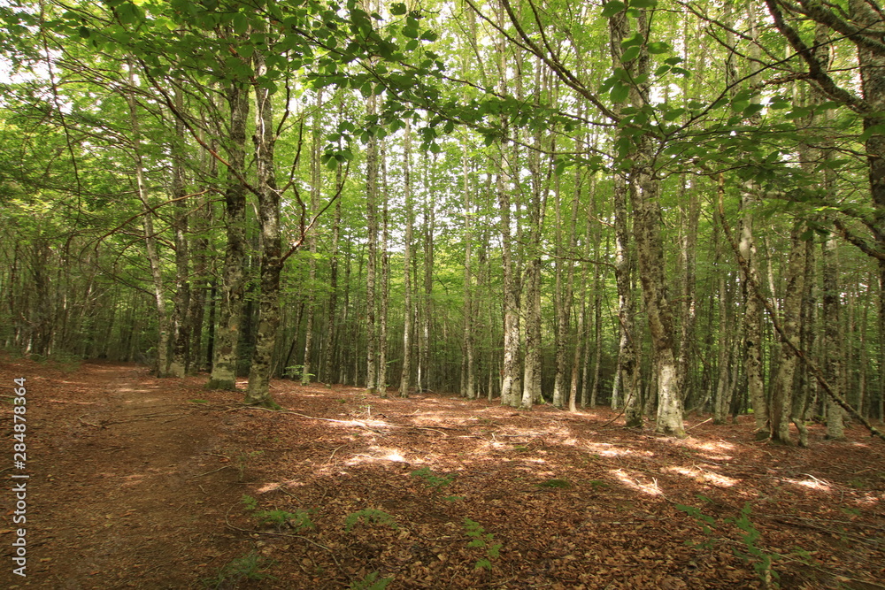 Selva Irati Pais Vasco Selva Irati Pais Vasco
