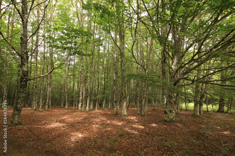 Selva Irati Pais Vasco Selva Irati Pais Vasco