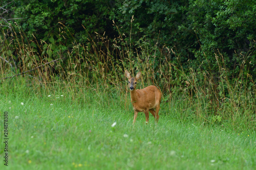Portrait of fawn on grass near forest edge