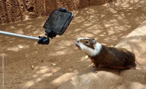 Guinea pig sniffing a phone on monopode.  photo