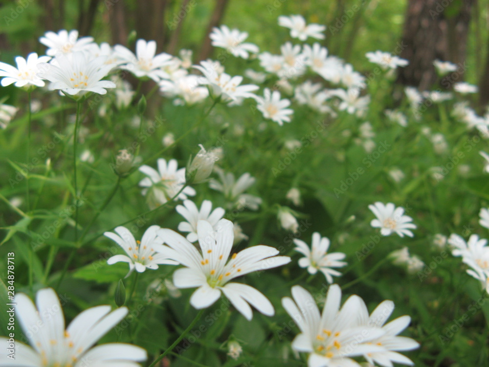 background of grass and white flowers background of grass and white flowers
