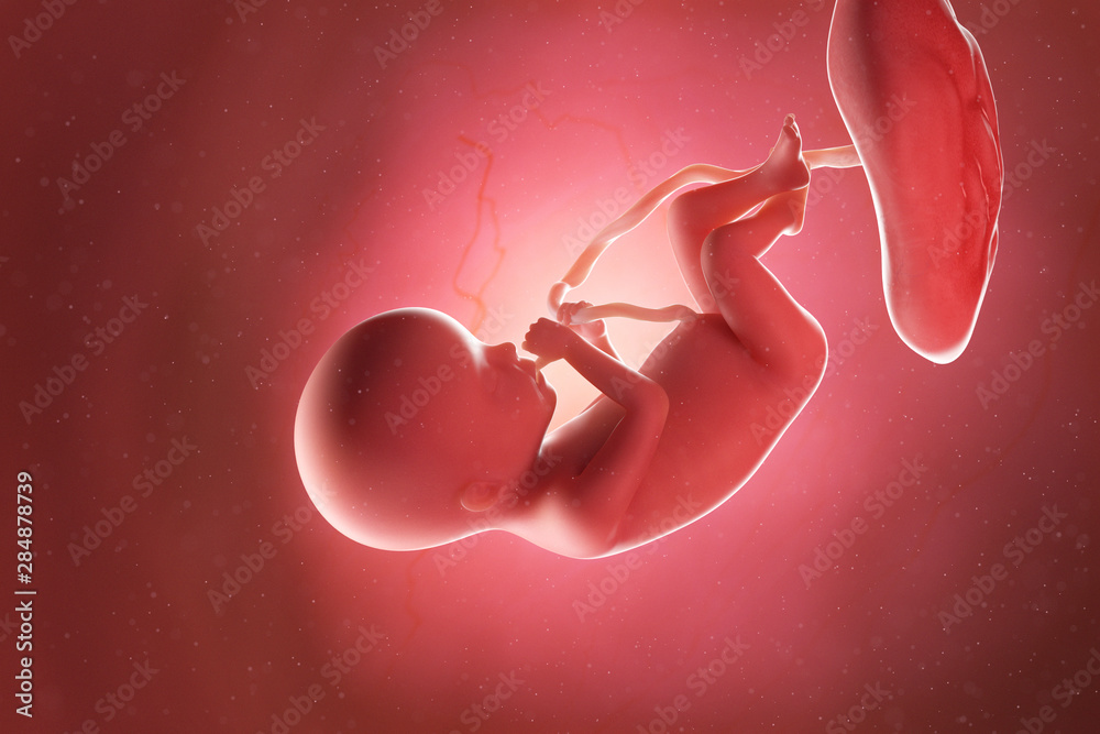 3d rendered medically accurate illustration of a fetus at week 20 - obrazy, fototapety, plakaty 