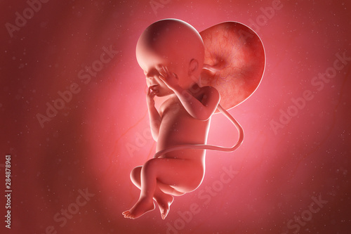 3d rendered medically accurate illustration of a fetus at week 23 photo