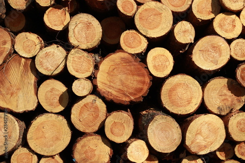Baustamm Holz Bio Natur Waldabholzung