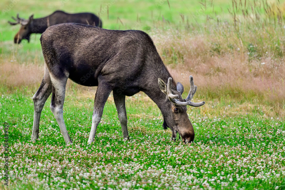 Moose bull is enjoying of the cloverfield buffet. Moose bull is enjoying of the cloverfield buffet.