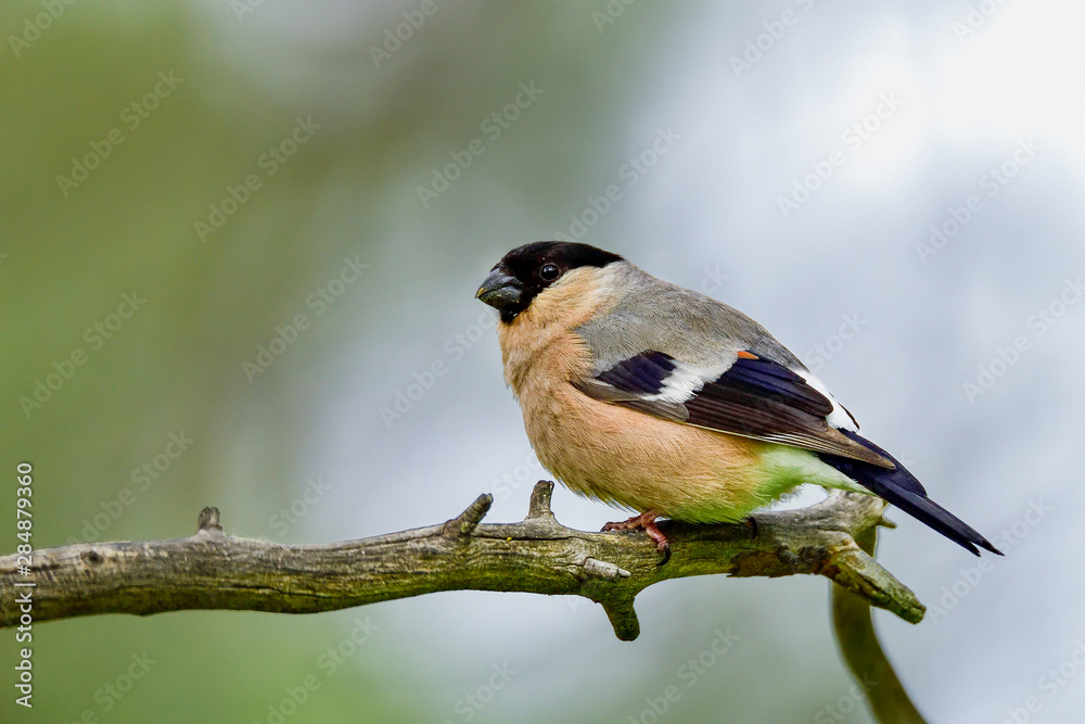Obraz premium Eurasian bullfinch