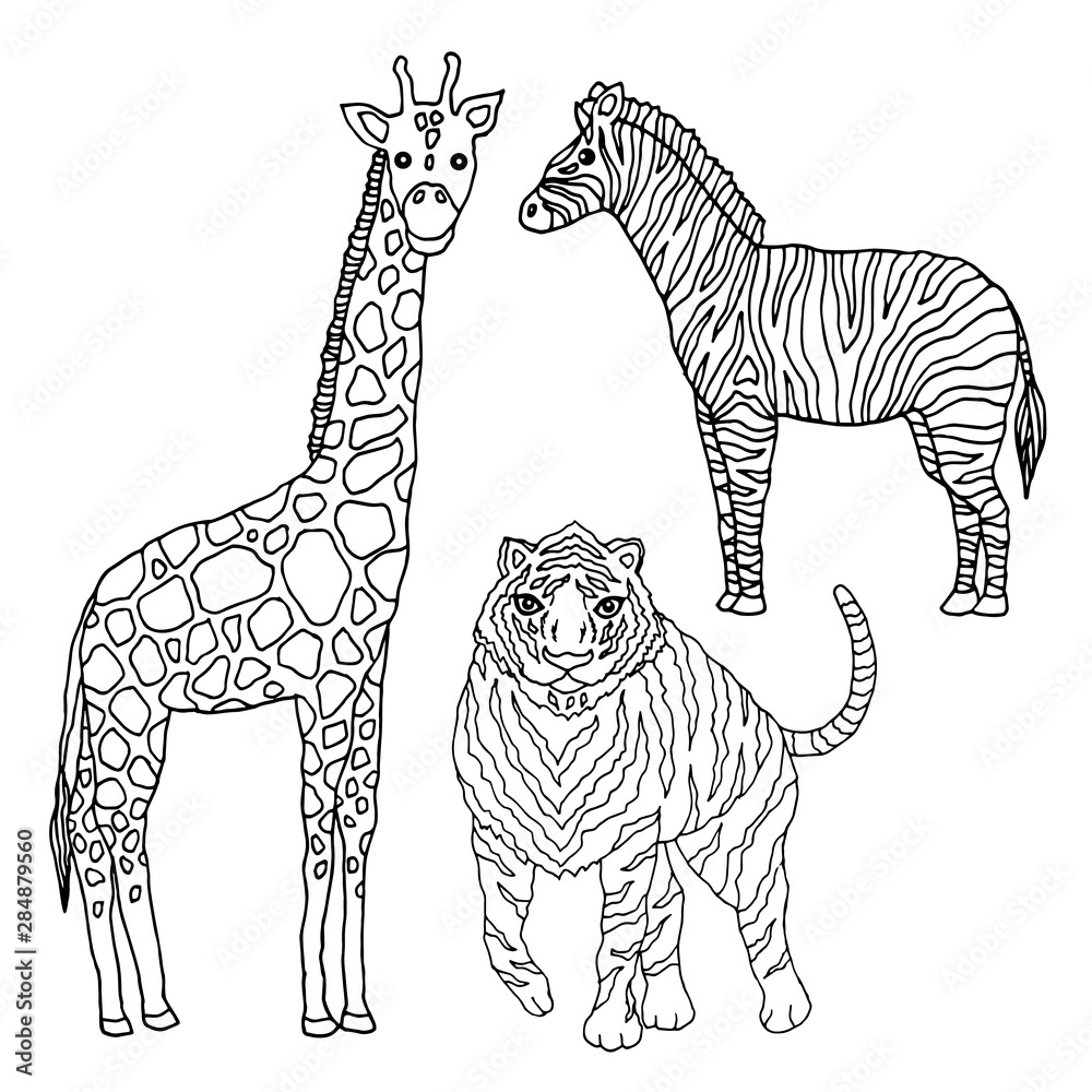 Fototapeta premium set wildlife animal giraffe tiger zebra vector illustration design hand drawing
