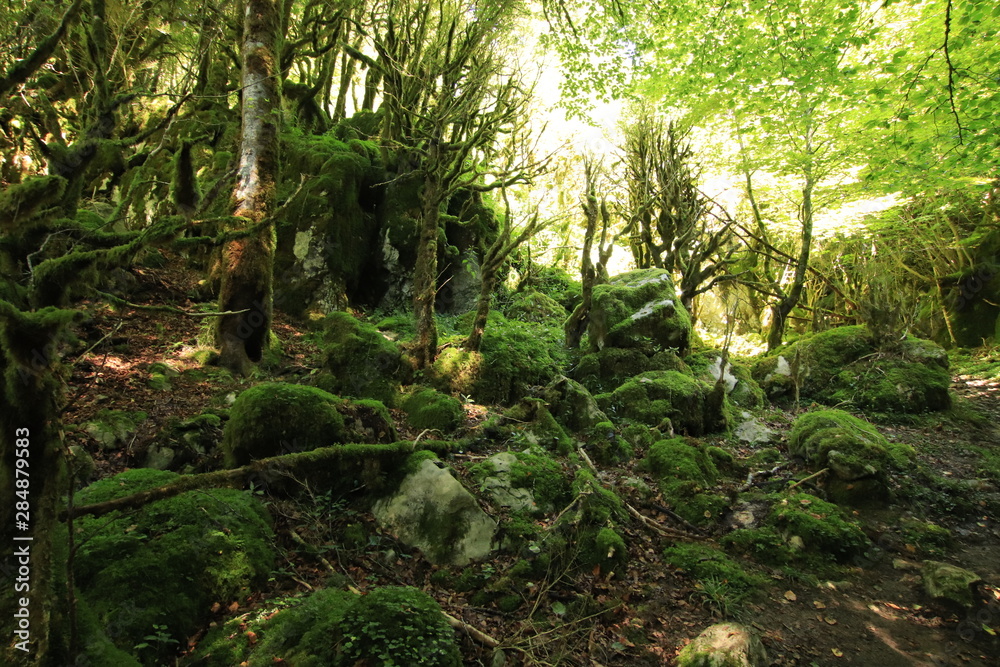 Obraz premium Selva Irati