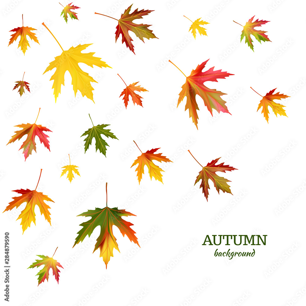 Maple leaves. Autumn background. Red. Yellow. Green. Vector illustration. Maple leaves. Autumn background. Red. Yellow. Green. Vector illustration.