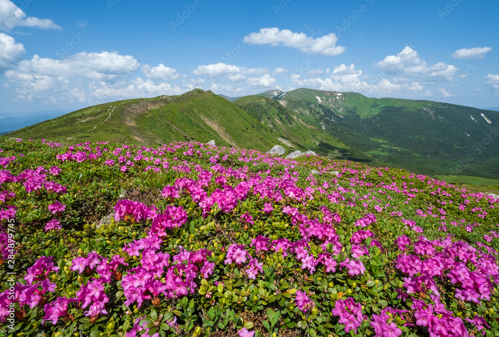 Obraz premium Blossoming slopes (rhododendron flowers ) of Carpathian mountains.