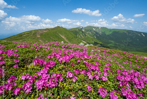 Blossoming slopes (rhododendron flowers ) of Carpathian mountains.