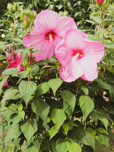 (Hibiscus moscheutos) Der Sumpfeibisch oder Roseneibisch. Riesige Rosa blüten nur einen Tag lang photo