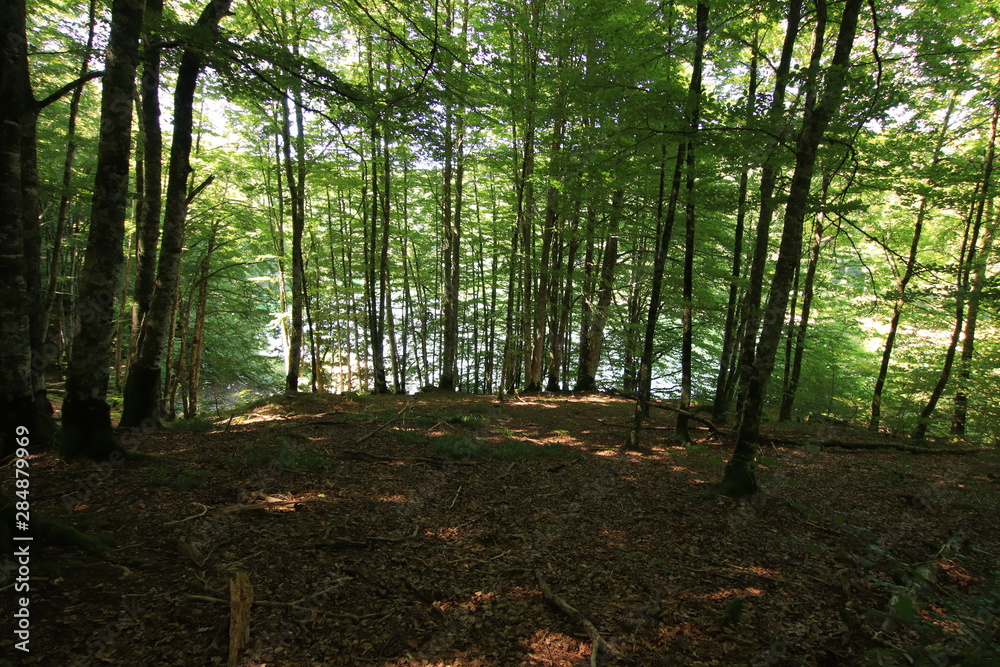 Fototapeta premium Selva Irati