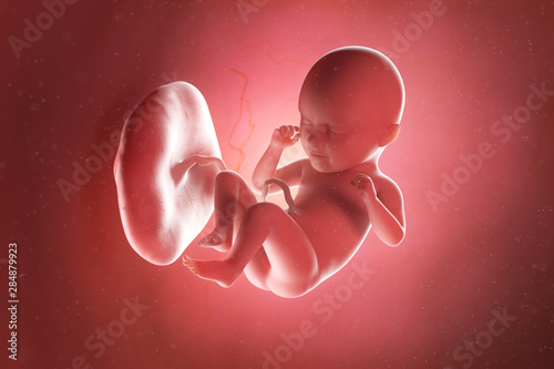 3d rendered medically accurate illustration of a fetus at week 35 photo