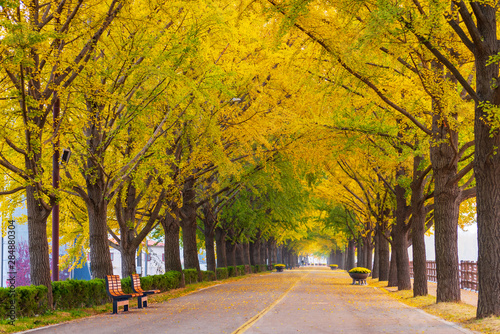 Obraz na płótnie Autumn at Asan Gingko Tree Road in Seoul,South Korea.. w salonie