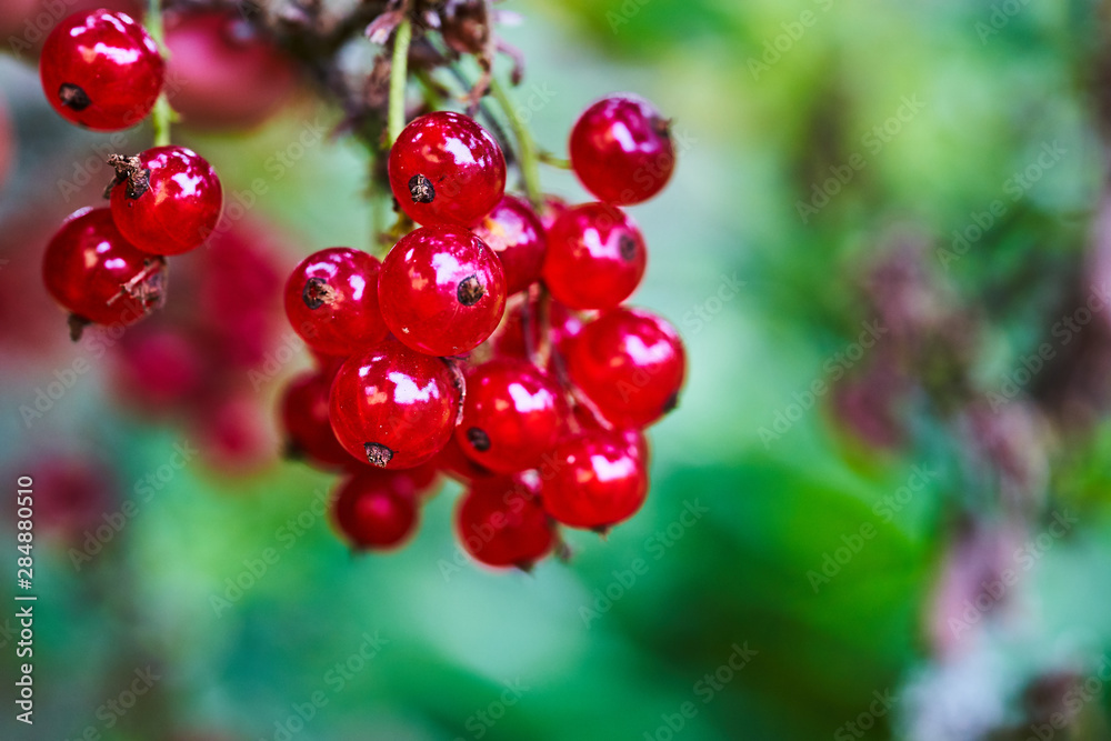 Bunch of ripe red currants on a branch in the garden Bunch of ripe red currants on a branch in the garden