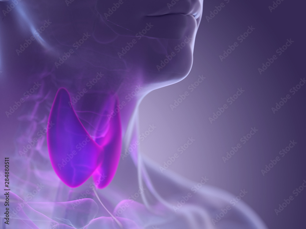 3d rendered medically accurate illustration of the thyroid gland 3d rendered medically accurate illustration of the thyroid gland
