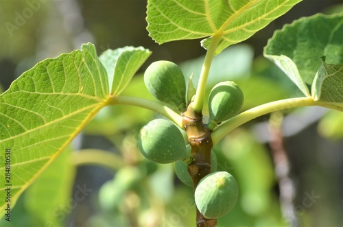 green figs in tree close up