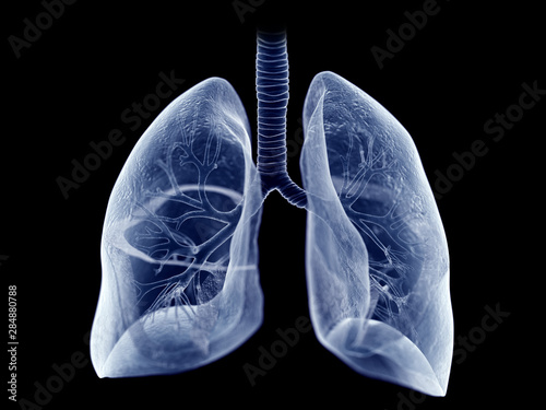 3d rendered medically accurate illustration of the lung photo