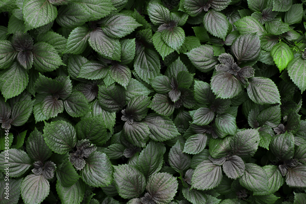 Fresh organic green and purple basil growing in the garden ,Top view Fresh organic green and purple basil growing in the garden ,Top view