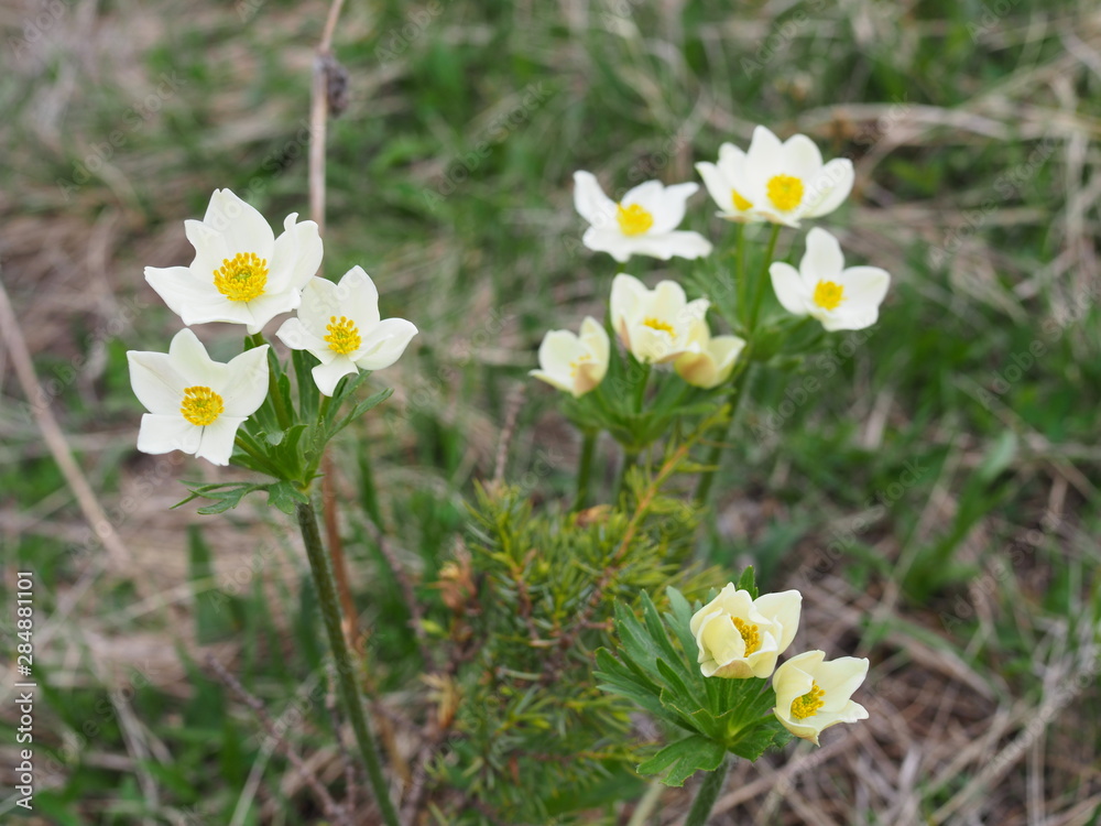 Beautiful flowers in the mountains landscape close up. Focused Wild Alpine flowers close-up on the background of green grass. Fresh Alpine flowers macro in summer. Beautiful flowers in the mountains landscape close up. Focused Wild Alpine flowers close-up on the background of green grass. Fresh Alpine flowers macro in summer.