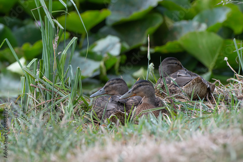 Female Mallard ducks laying in the grass next to a pond.