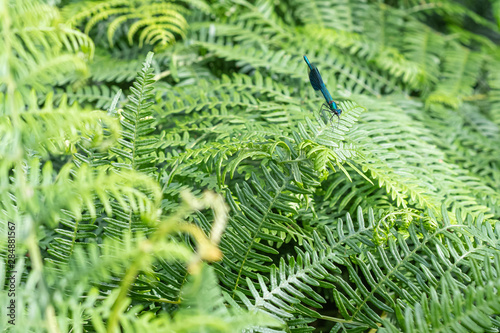 Banded damselfly