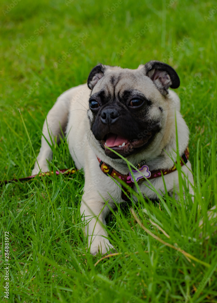 pug dog resting in lush green grass