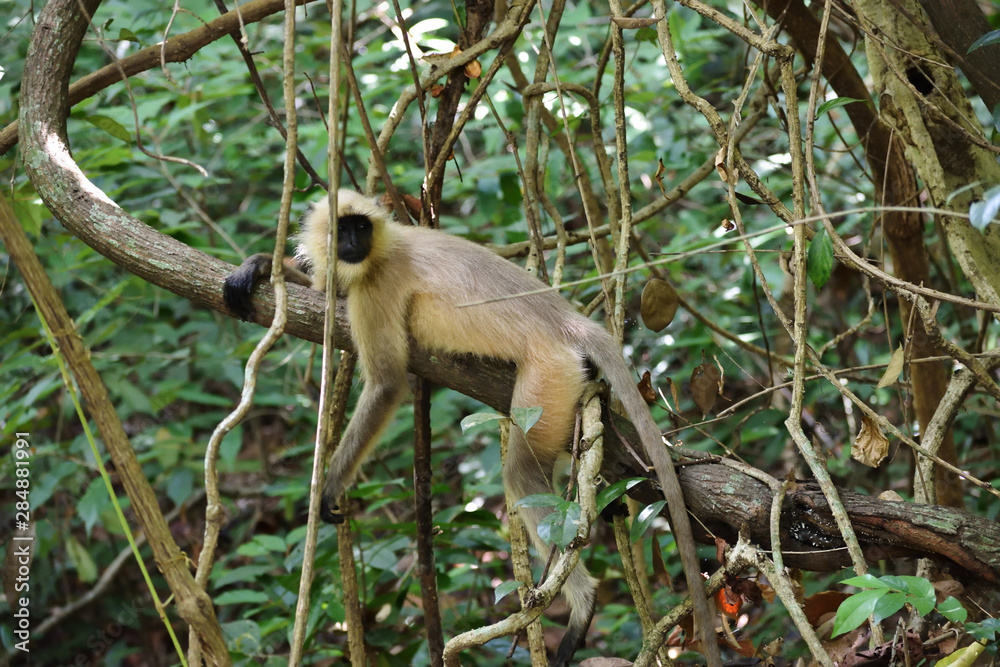 Obraz premium monkey sitting on tree branch