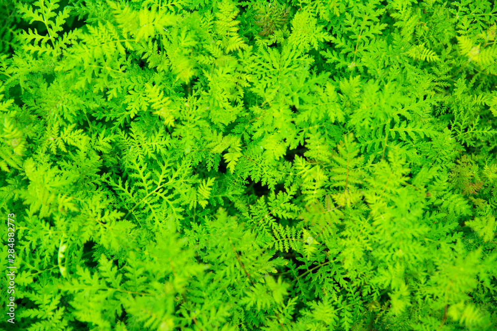 green parsley on a bed top view close up view texture background green parsley on a bed top view close up view texture background
