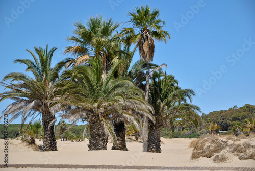 beach in Andalusia with rocks and palms