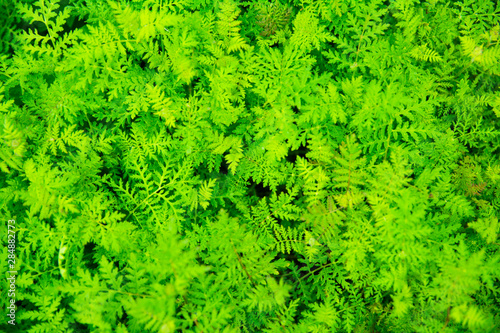 green parsley on a bed top view close up view texture background