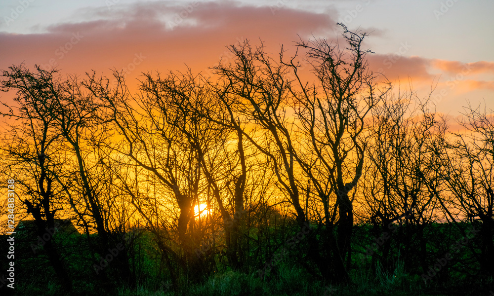 very beautiful view with sunrise and very colorful sky with black tree silhouettes in the foreground, Denmark very beautiful view with sunrise and very colorful sky with black tree silhouettes in the foreground, Denmark