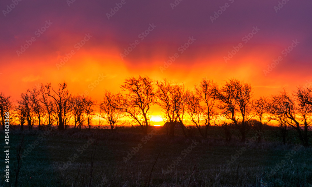 Fototapeta premium very beautiful view with sunrise and very colorful sky with black tree silhouettes in the foreground, Denmark