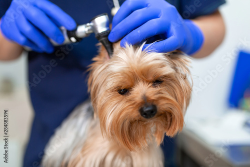 Vet doctor exam dog yorkshire terrier with otoscope. Pet medicine concept. Dog visit veterinary clinic
