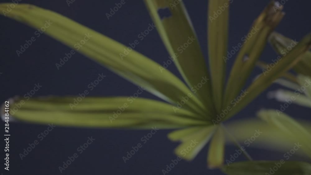 leaf of palm tree leaf of palm tree