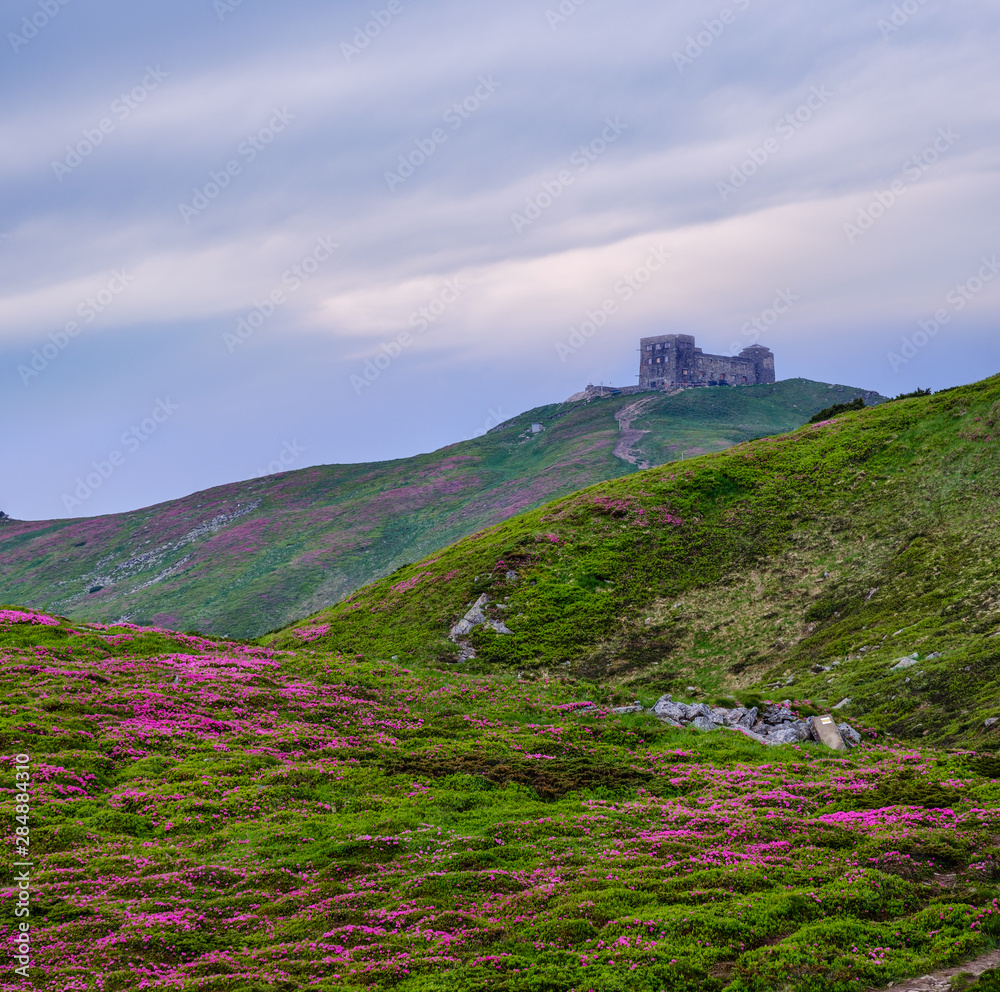 Massif of Pip Ivan mountain with the ruins of the observatory on top. Rhododendron flowers on slope.