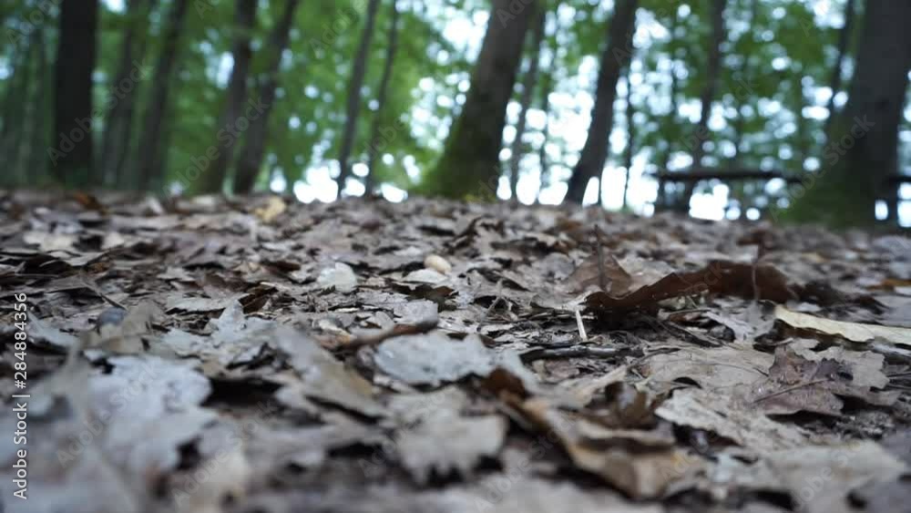 The leaves contained in the forest The leaves contained in the forest