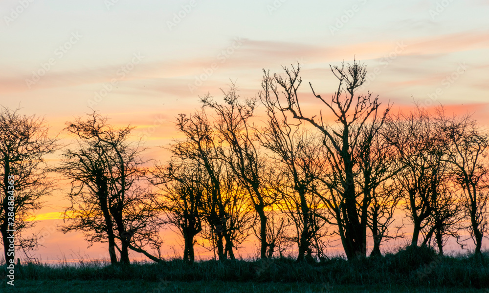 beautiful view with sunrise and very colorful sky with black tree silhouettes in the foreground beautiful view with sunrise and very colorful sky with black tree silhouettes in the foreground