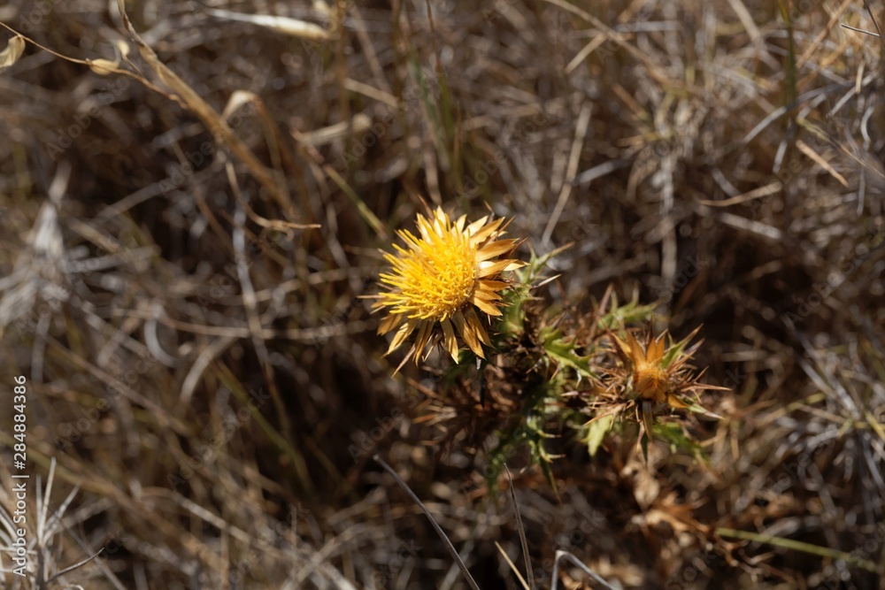 Flower of the carline thistle Carlina hispanica Flower of the carline thistle Carlina hispanica