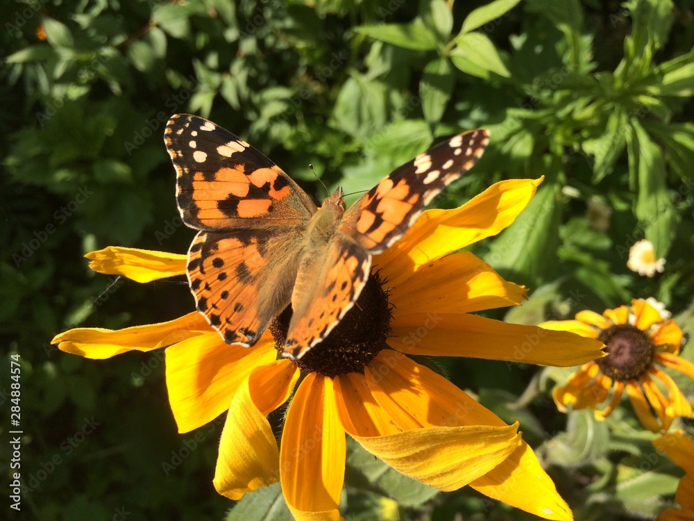 Butterfly burdock sits on a rudbeckia flower Butterfly burdock sits on a rudbeckia flower