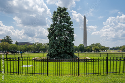 The National Christmas Tree in Presidents Park in the Ellipse area of the White House in Washington DC. Shown during summer