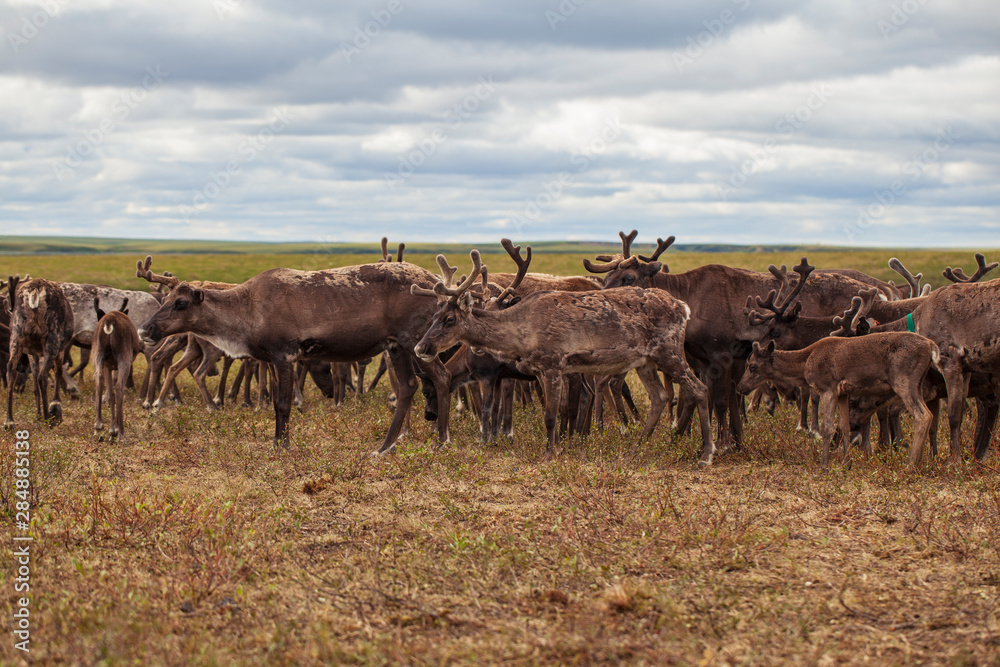 Yamal, reindeers in Tundra, pasture of Nenets Yamal, reindeers in Tundra, pasture of Nenets