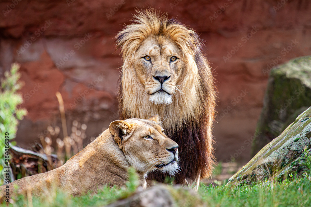 Barbary lion and lioness. The Barbary lion was also called North African lion, Berber lion and Atlas lion. Barbary lion and lioness. The Barbary lion was also called North African lion, Berber lion and Atlas lion.