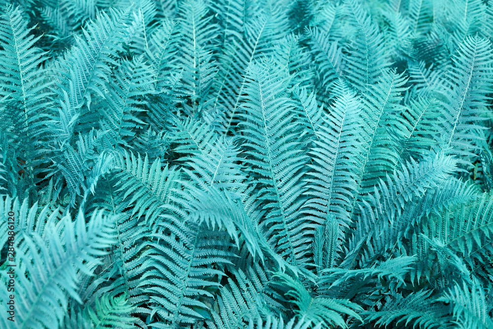 Foliage of beautiful ornamental blue fern background