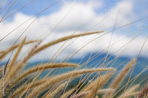 Close-up  grass flower in the wind and blue sky background with copy space