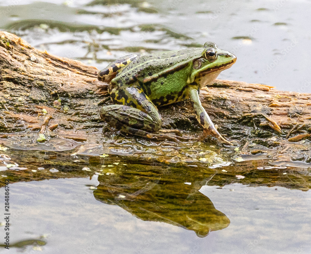 Obraz premium Common Pond Frog