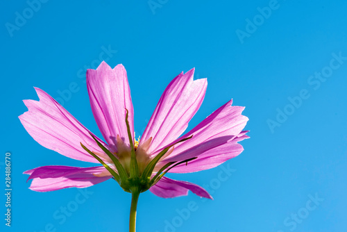 purple coneflower  in the sun  on blue sky  blue background